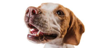 Dog Dental Care that Actually Works