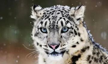 Book Spiti Valley Snow Leopard Tours In Himalayas