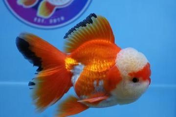 Best Fancy Goldfish in Austin