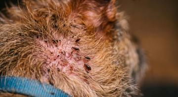 flea and tick prevention for dogs
