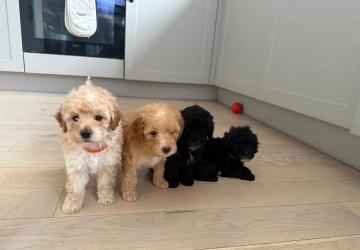 Affordable Poodle puppies for sale