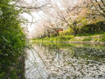 My Shortlist Included This Best Price Japan Tour Package