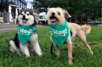 Doggie Daycare Division-Clinton