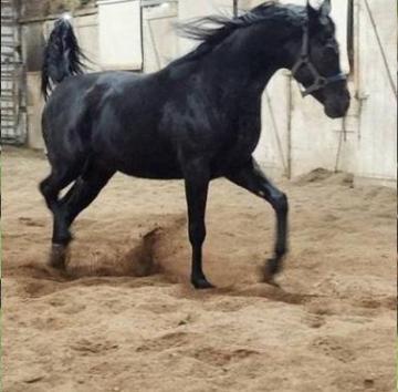 Noble Prospect – Hu Nymeer Arabian Horses For Sale