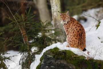Spiti Valley Snow Leopard Tours | Wildlife Expedition