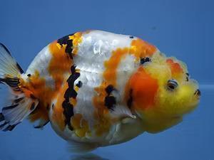 Fancy Goldfish for Sale