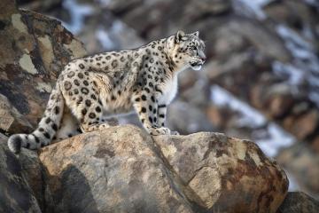Snow Leopard Expedition Spiti | Wildlife Adventure
