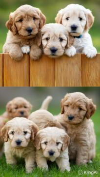 Palm Beach Goldendoodles