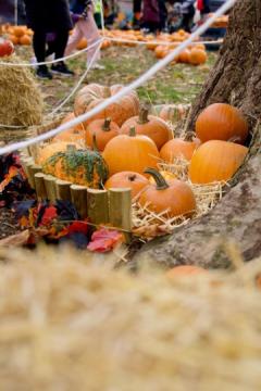 London Pumpkin Patch