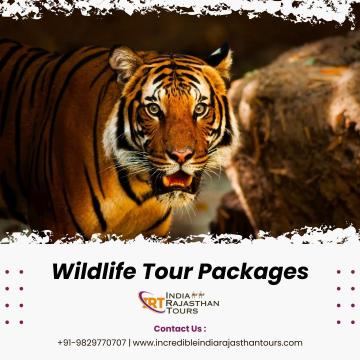 Explore the Wild Side with India Wildlife Tour Packages by Rajasthan Tours