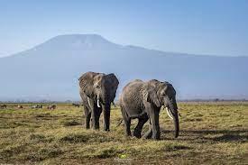 Gorilla Trek Uganda: Your Complete Guide to an Unforgettable Adventure