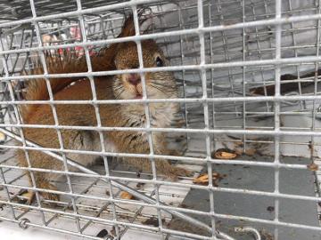 Squirrel Removal Mississauga