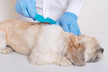 Flea Treatment for Dogs