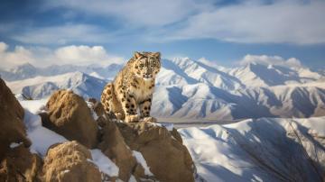 Affordable Spiti Valley Snow Leopard Tours | Raacho Trekkers