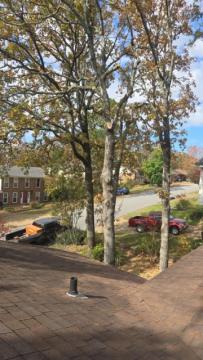 Francisco's Tree Services