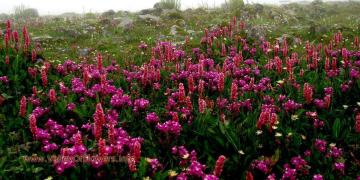 Valley of Flowers Trek