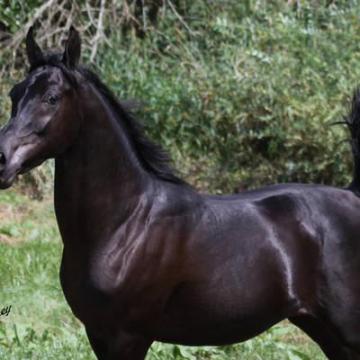 Noble Champion – Hu Saud Amirr Straight Egyptian Arabian Stallion