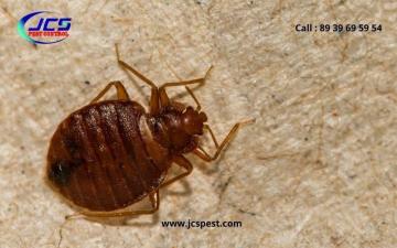 Termite Control Chennai