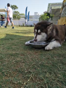 Pet boarding service in New Delhi