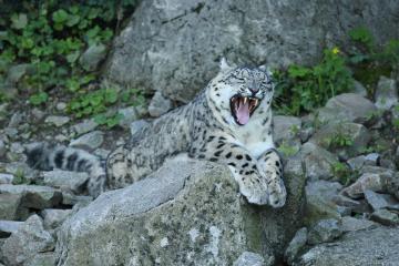 Snow Leopard Expedition Spiti: Winter Wildlife Adventure