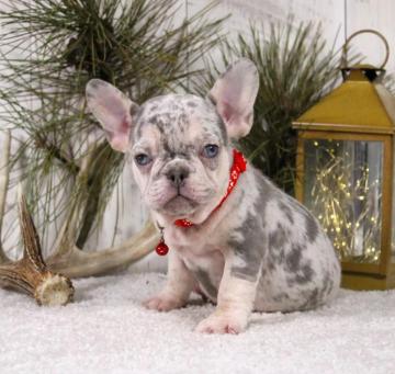 Printable Puppy Sale Contract Simple Ready to Use Template