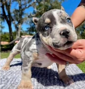 Standard Bully for Sale – Balanced, Loyal, and Family-Oriented