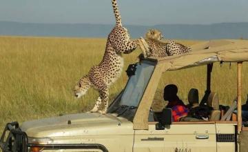 Kenya Tour Packages – From Safari to the Coast