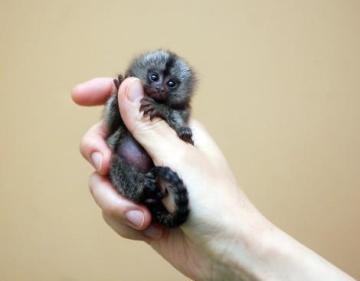 Marmosets Monkeys Available Now