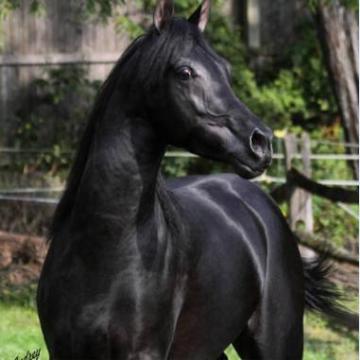 Noble Prospect – Hu Nymeer Arabian Horses For Sale