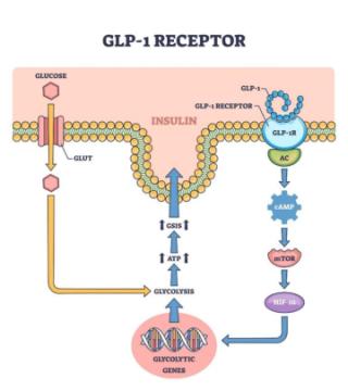 GLP-1 Research Peptides: What Every Lab Needs to Know