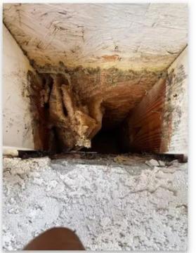 Henrys Bees Removal Service