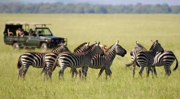 Kenya Tour Packages – From Safari to the Coast