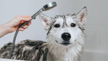 Dog Bathing Services Arcadia for Clean, Healthy Pets
