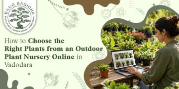 Low maintenance indoor plants in Vadodara | baugbagicha
