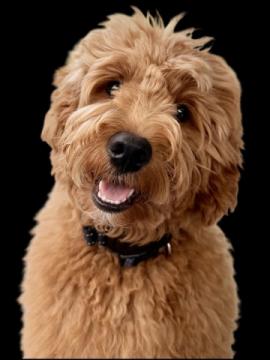 Palm Beach Goldendoodles