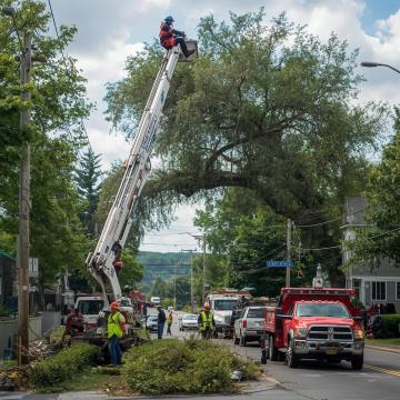 Tree Services Rochester NY