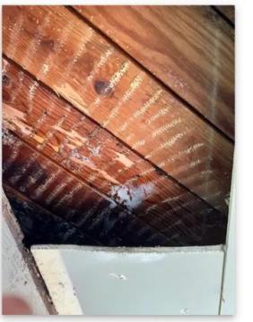 Henrys Bees Removal Service