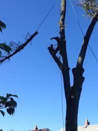 Buffalo Tree Service | Tree Removal & Trimming Experts NY