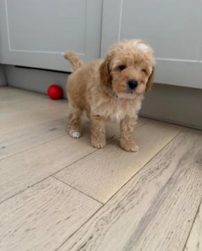 Affordable Poodle puppies for sale