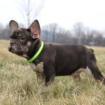 Beautiful Female Fluffy Frenchie for Sale Today