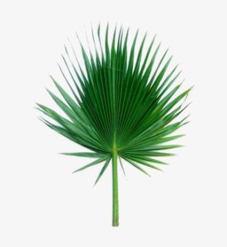 Affordable Palm Sunday Supplier Brooklyn NY