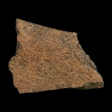 Rare Dinosaurs Fossils Available for Collectors and Enthusiasts