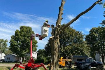 Professional Wood Chipping Services in Buffalo NY