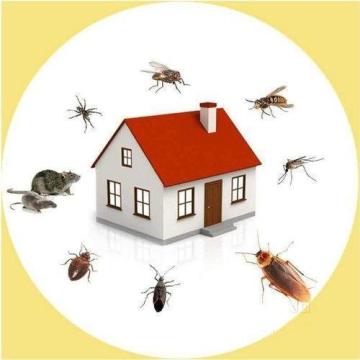 Rat control Service in Gurgaon
