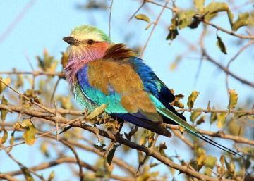 Explore Wildlife Adventures in Africa