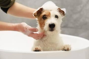 Dog Bathing Services Arcadia for Clean, Healthy Pets