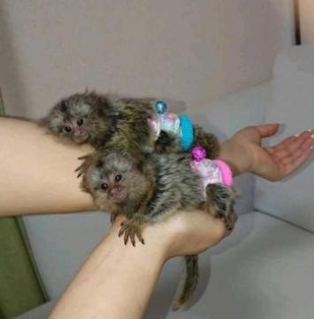 Marmoset Monkeys Available