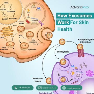 How Exosomes work for Skin Health