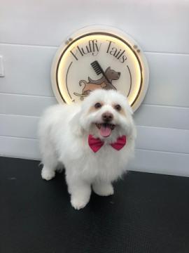 Affordable Dog Grooming at Home in Qatar – Comfort & Convenience, Doha