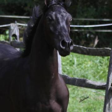 Noble Champion – Hu Saud Amirr Straight Egyptian Arabian Stallion